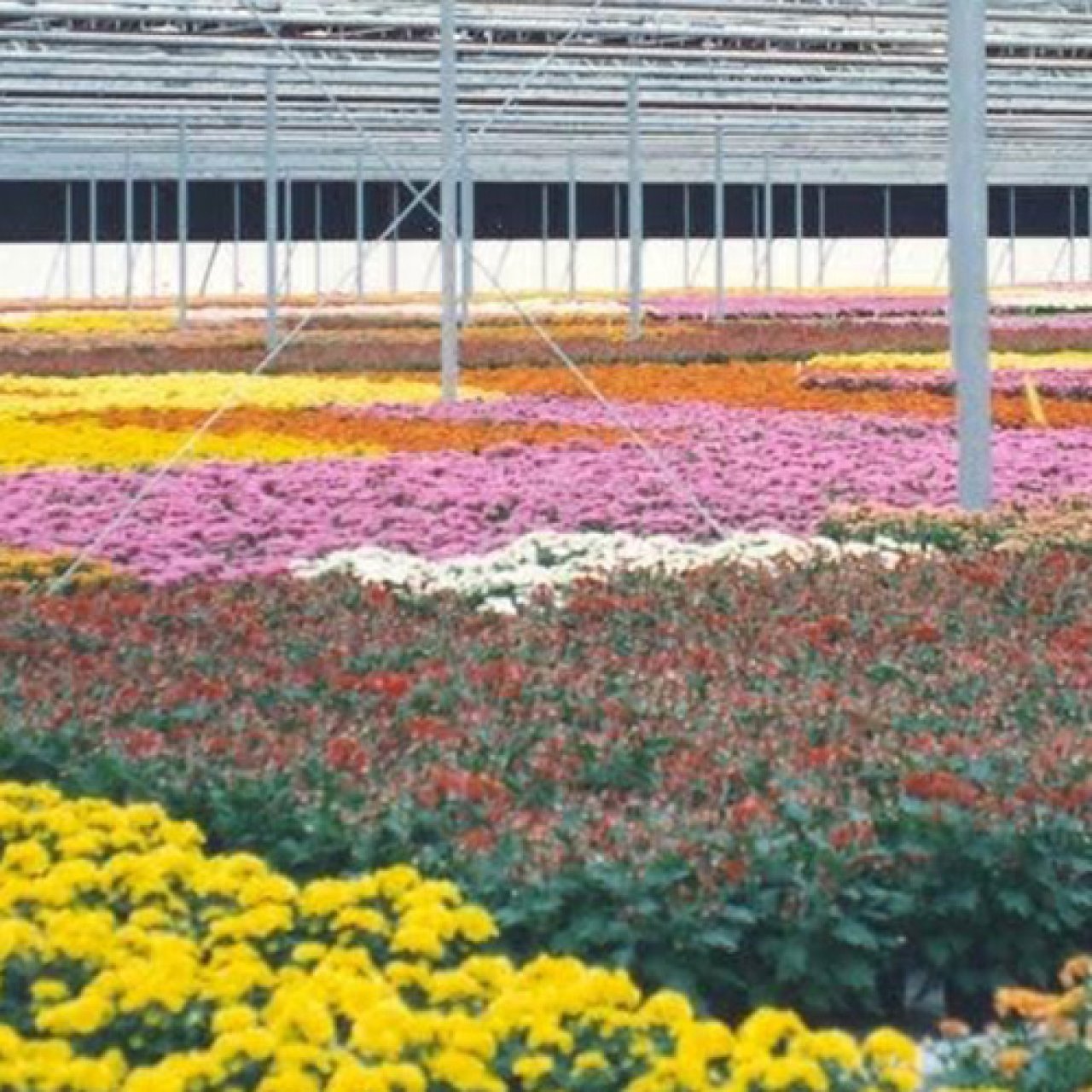 Flowers in greenhouse.