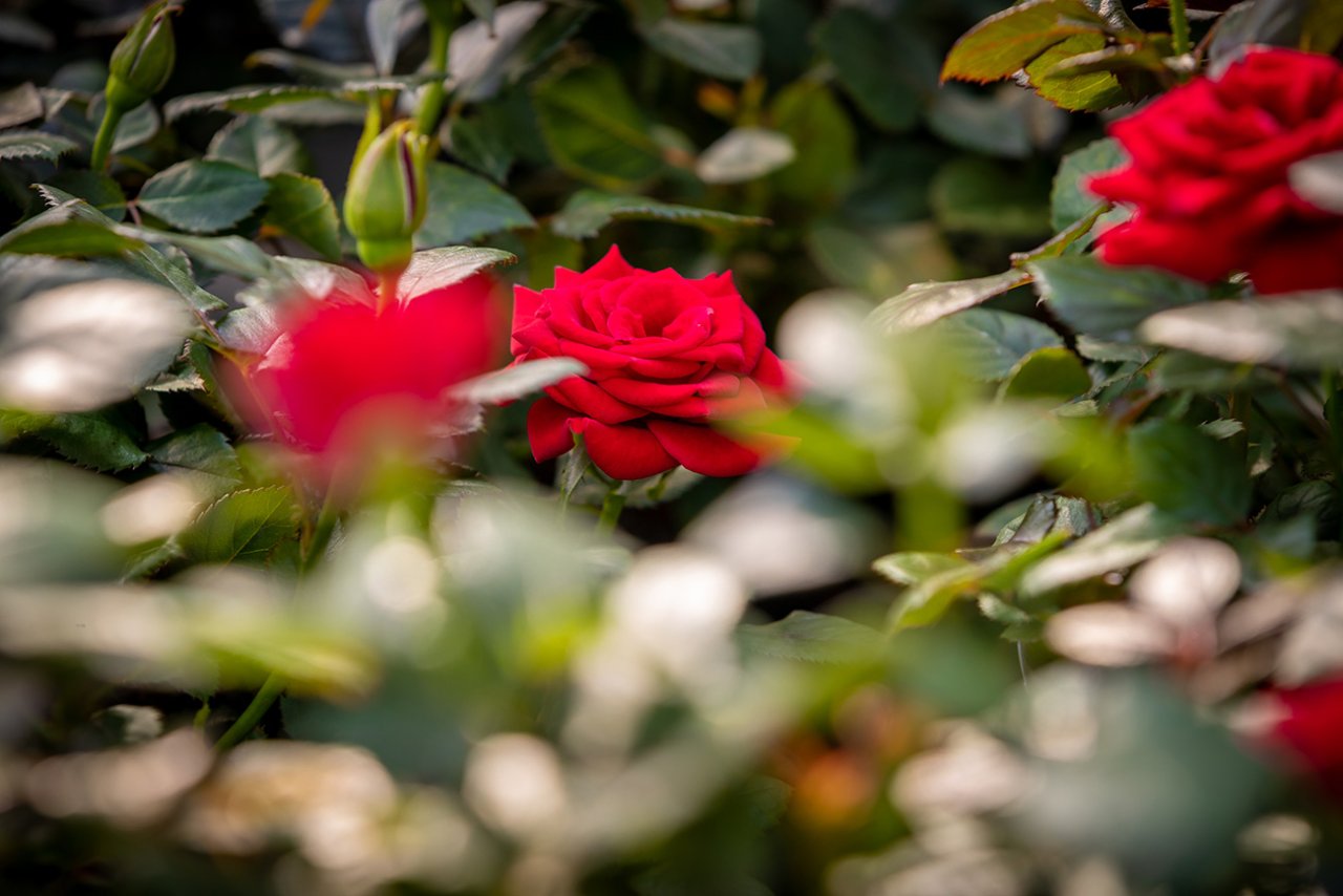 Rose close up.