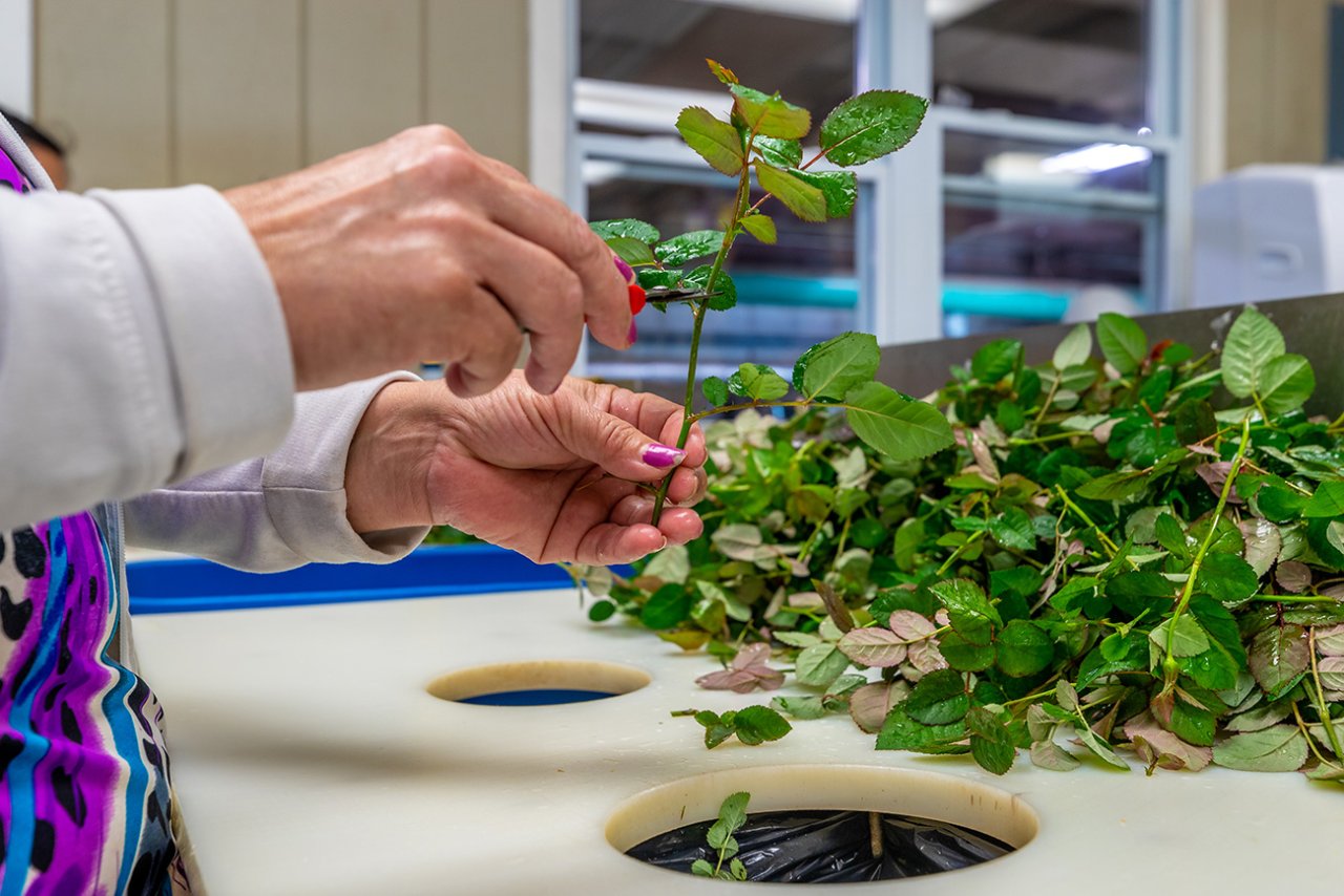 Cutting plant stem.