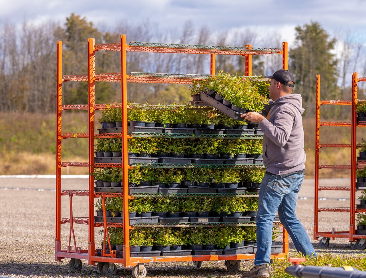 Putting the plants on the skid.