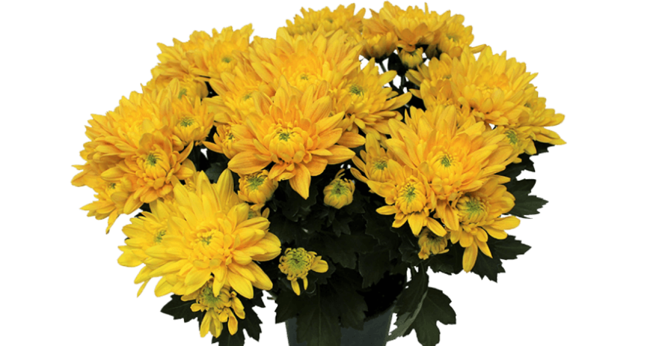 Chrysanthemums.