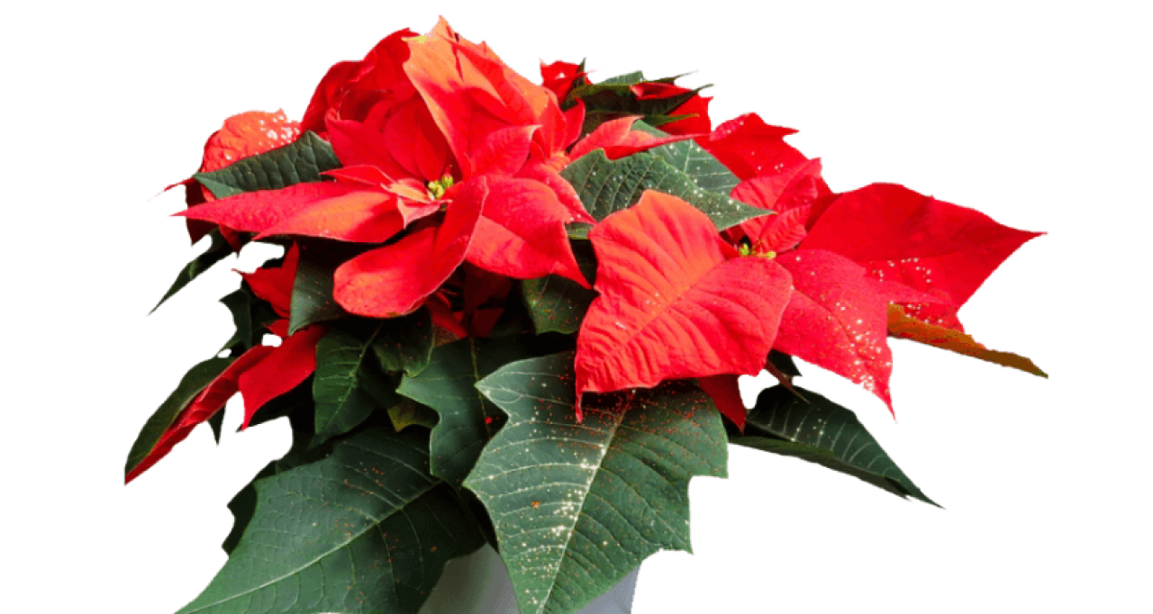 Poinsettias.